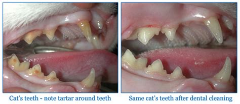 Dental Health Plan: Dogs and Cats - Compassion Animal Hospital