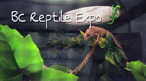 Reptile Expo🦎2017 Youtube