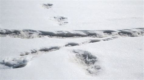 Yeti Spotting Indian Army Tweets Footprints From Mythical Beast