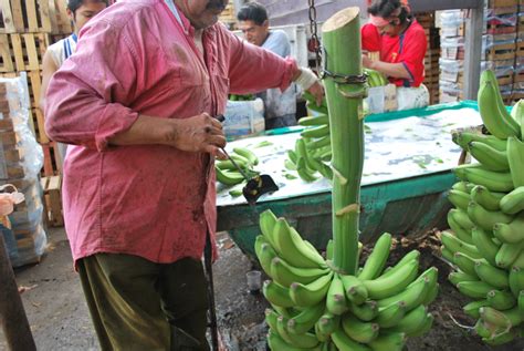Poverty In The Banana Industry In The Philippines The Borgen Project