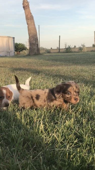 We offer all colors, all patterns, smooth coats, long coats, wirehairs, and english creams. Miniature dachshund puppies for sale San Antonio tx area near Houston Chocolate dapple D ...
