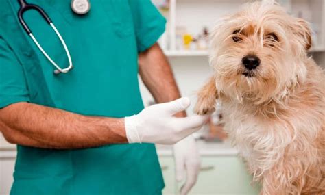 Leishmaniosis canina Síntomas diagnóstico y tratamiento