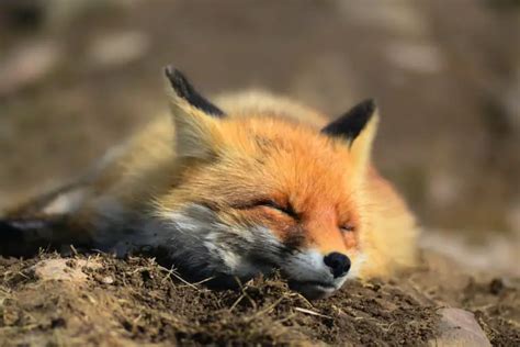 Where Do Foxes Sleep Sleeping Behaviors Of Foxes All Things Foxes