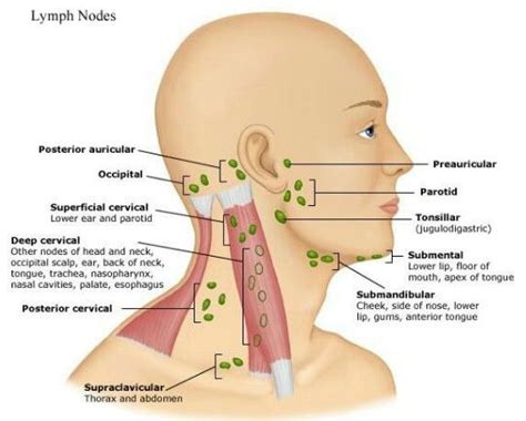 Lymph Nodes Of The Neck Lymph Nodes Lymph Glands Lymph Massage