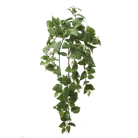 This is to prevent the leaves from sitting in the water and decaying while you wait for the new roots to. ARTIFICIAL POTHOS VINE 73CM - artificialplants.sydney