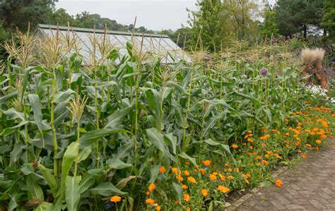 Amazing Corn Companion Plants That Will Boost Your Yield Ccravens