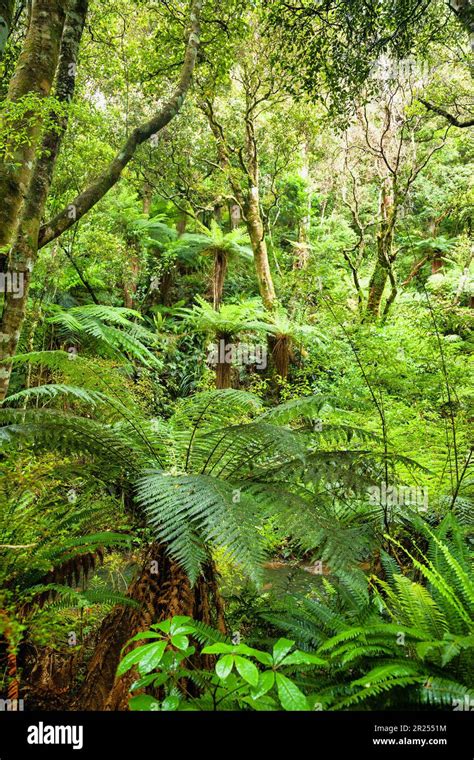 Fern Trees In A Wet Dense Rainforest South Island Of New Zealand Stock