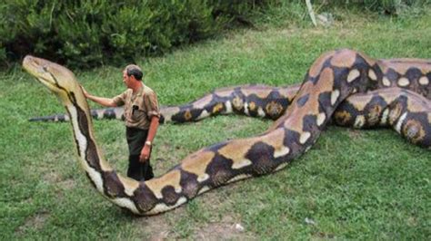 Gigantische Anaconda In Suriname Gevangen YouTube