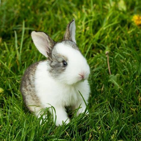 Collection 102 Pictures Too Cute Cute Baby Rabbit Pictures Full Hd 2k 4k