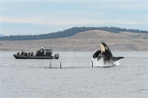 Summer Whale Watching On Vancouver Island
