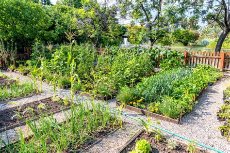 How To Make Your Community Garden Plots Thrive Kellogg Garden Organics