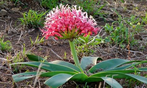 Karoo Lily Ammocharis Coranica H1 4 Road North Of Satara Flickr
