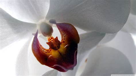 White Orchid Wallpaper 60 Images