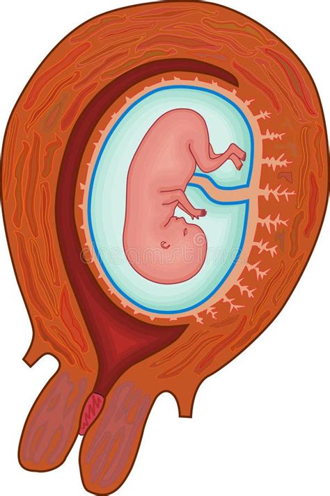 Baby In Uterus Human Fetus In Uterus At Eight Weeks Gestation