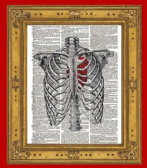 This rib cage anatomy art print is a wonderful addition to any interior and will make a perfect v. HUMAN RIB CAGE Anatomy Diagram with Red Heart Vintage ...