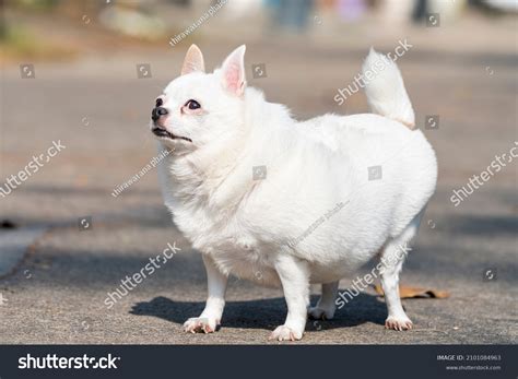 Chubby Fat White Chihuahua Puppy Stock Photo 2101084963 Shutterstock