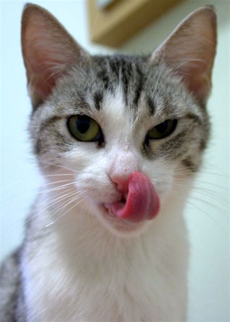 Stick Your Tongue Out Photogenic Felines And Canines