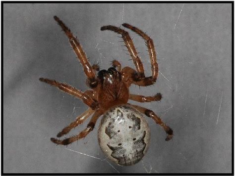 Marble Spider Araneus Marmoreus Flickr Photo Sharing