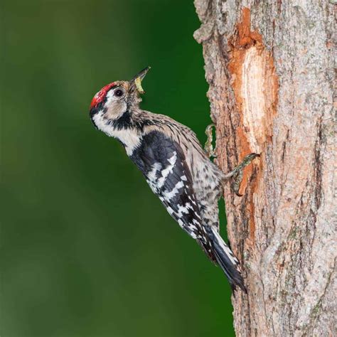All About The Lesser Spotted Woodpecker Gardenbird