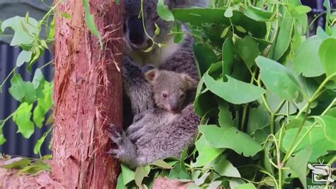 Sydneys Koala Joey Emerges From Moms Pouch Yahoo Sport