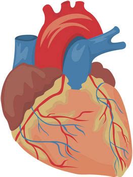 Diagram cat body diagram unlabeled full version hd. Its An Organ That Receives Blood From Coronary Vessels And ...