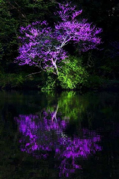 Purple Flowering Tree Reflection Beautiful Nature Nature Purple Trees