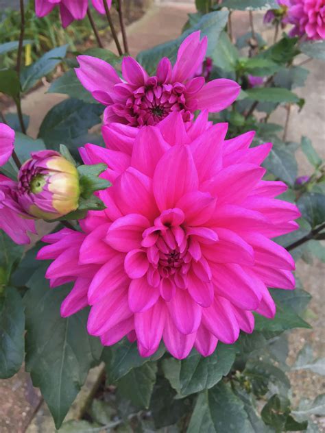 Dahlias Blouse Designs Pink Flowers Beautiful Flowers Delight