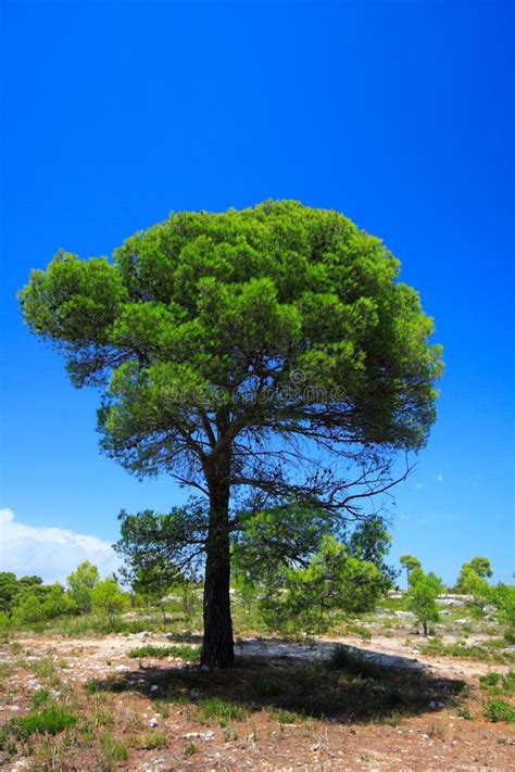 Isolated Green Pine Tree Stock Image Image Of Summer 3544037