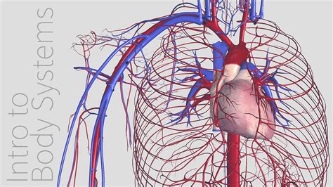 Introduction To The Cardiovascular System Animated Tutorial