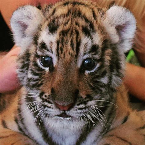 Tiger Cubs Cute Baby Animals Animals Wild Big Cats