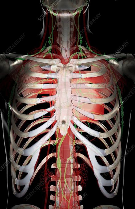 The Lymph Vessels Of The Upper Body Stock Image C0082621 Science