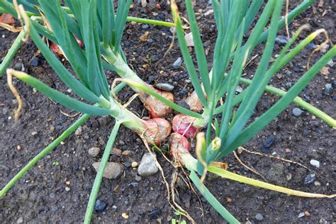 How To Grow Shallots Growing Winter Vegetables Winter Vegetables