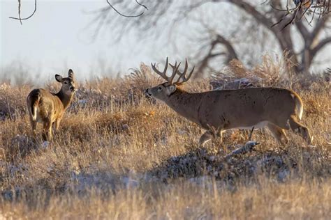 The Best Days To Hunt The Rut This Season Petersens Hunting