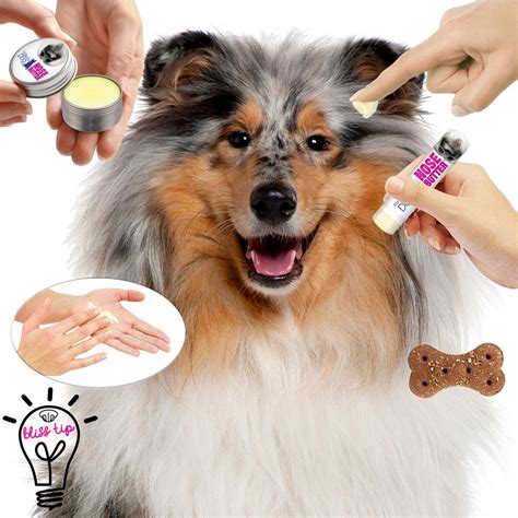 The Blissful Dog Collie Nose Butter 015 Ounce Pet Supplies