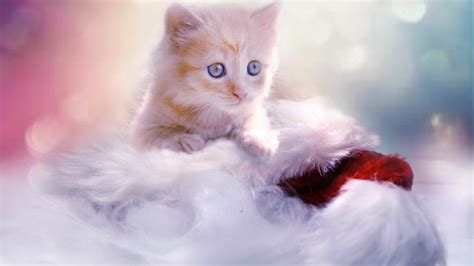 Kitten Images Wallpapers Wallpapers Top Free Kitten Images Wallpapers