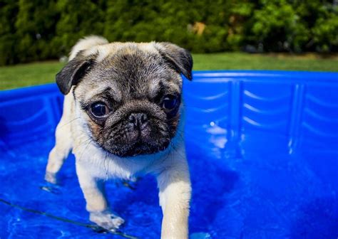 5 Things To Know About Pugs Petful