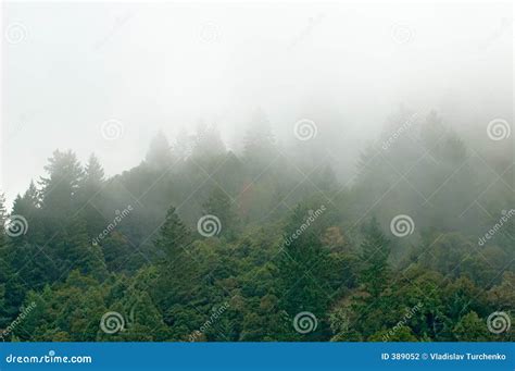 Mountain Forest In Clouds Stock Photo Image Of Trees Clouds 389052