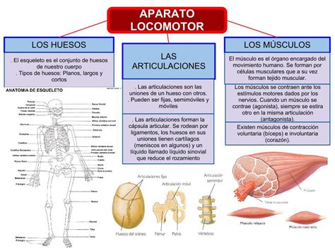 Anatomia Y Fisiologia Del Aparato Locomotordocx
