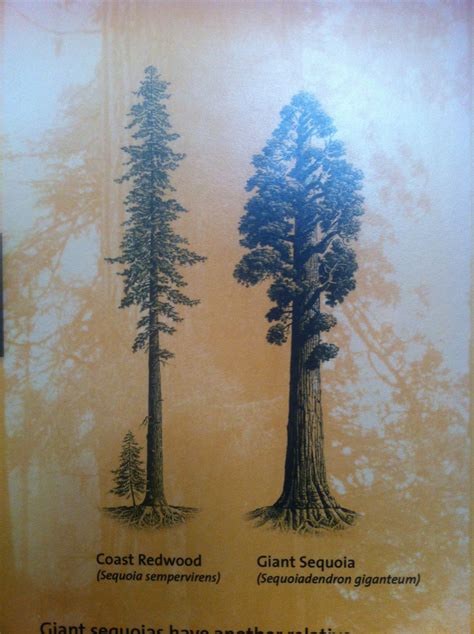 Sequoia And Redwood Sequoia Tree Redwood Tree Forest Tattoos Nature
