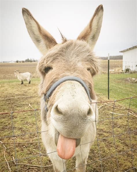 Donkey Donkeys Farmanimals Cuteanimals Laughing Animals Smiling