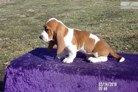 Red Basset Hound Puppy For Sale Near Kansas City Missouri Cc624c58