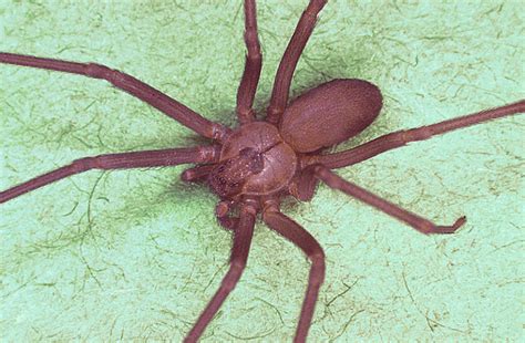 What You Need To Know About Brown Recluse Spider Bites