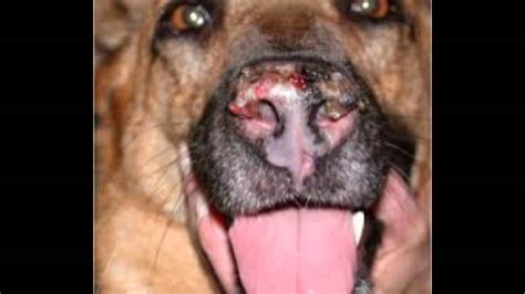 Discoid Lupus Or Autoimmune Lesions On A Dogs Nose Youtube