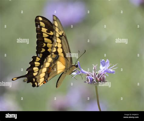 Swallowtail Butterfly On A Wildflower Stock Photo Alamy