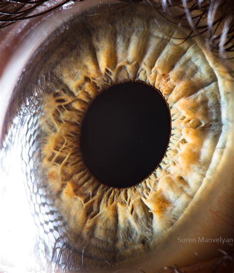 Human Eyes Anatomy