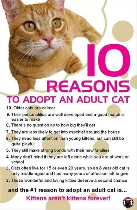 Top 10 Reason To Adopt An Adult Cat With Images Older Cats Cat