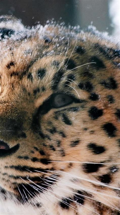 750x1334 Amur Leopard Wild Cat Iphone 6 Iphone 6s Iphone 7 Hd 4k