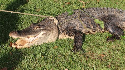 Eight Foot Alligator Captured Near Highway 4 In Bratt