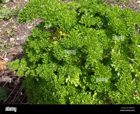 Parsley Plant Wild Green Edible Herb Olympus Digital Camera Stock