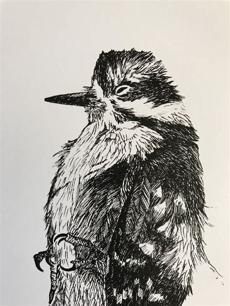 Downy Woodpecker Ink Illustration Print — Worker Bird